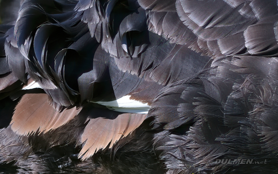 01 Black Swan (Cygnus atratus)